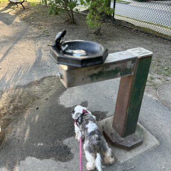 Schick Park - A small dog with a black, white, and gray coat is on a pink leash, sniffing the ground near a metal drinking fountain in an outdoor park setting. The background includes trees, a bench, a chain-link fence, and residential buildings. The ground is a mix of dirt and pavement, and the scene is lit by natural sunlight. - Playgrounds Near Me - Brookline, Massachusetts