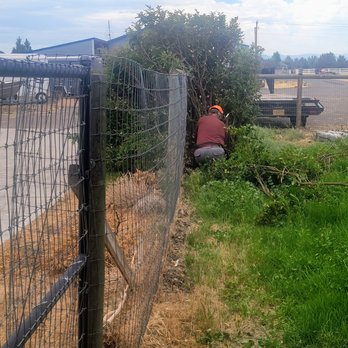 Osprey Arbor Works - Before: Giant Oregon Grape - Tree Services Near Me - Bend, Oregon