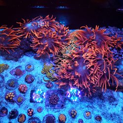 Pieces of the Ocean - Our Black Widow anemone brood stock tank.