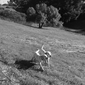 My Spoiled Pet - Pet Sitting Near Me - Oceanside, California My Spoiled Pet - Pet Sitting Near Me - Oceanside, California