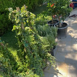 Devil Mountain Wholesale Nursery