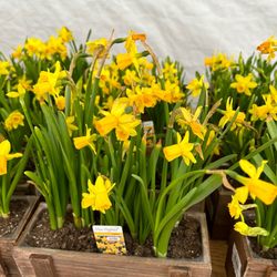 Trader Joe's - Daffodils