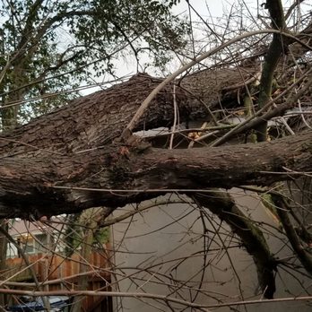 Care Tree Care - Tree on the house! - Tree Services Near Me Care Tree Care - Tree on the house! - Tree Services Near Me