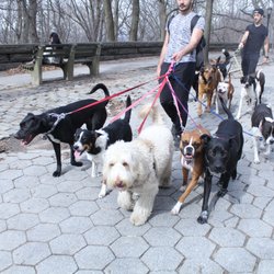 The K-9 Club - 2 Hour 3-5 mile GPS tracked group dog walks in Manhattan! Great for socialization and exercise.