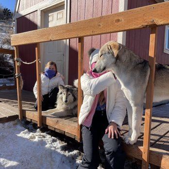 Rancho Luna Lobos - The dogs immediately adopt you in the pack - Tours Near Me - Peoa, Utah
