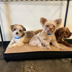 Utah Dog Park Airport