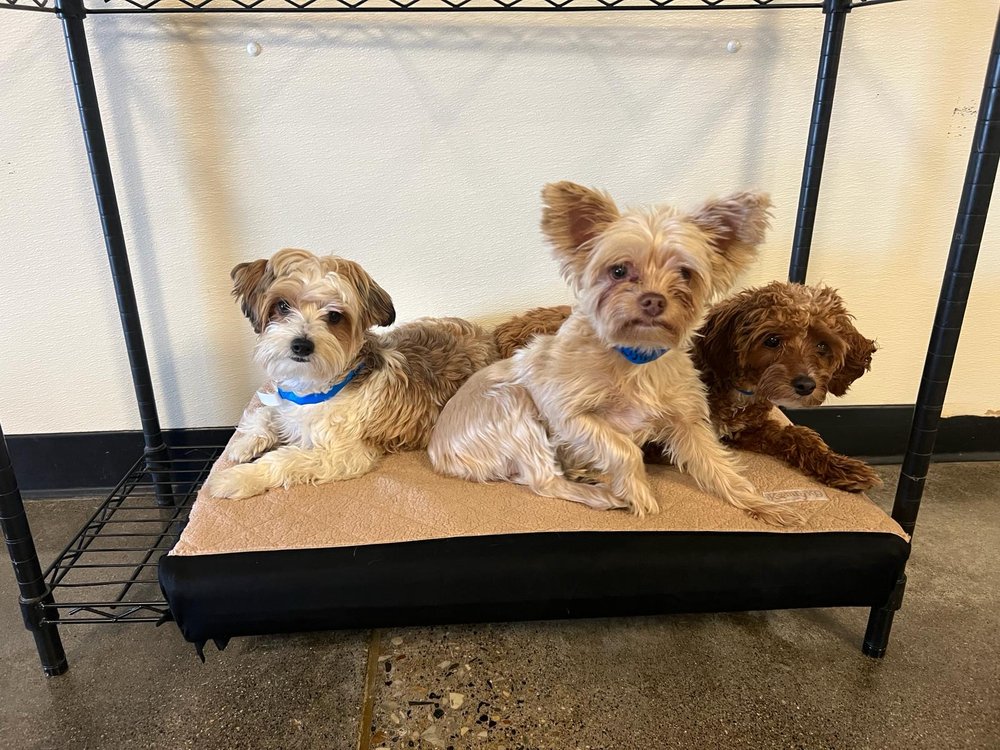 Utah Dog Park Airport - pet boarding facility in Salt Lake City, UT