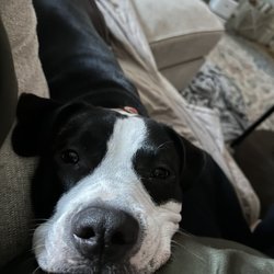 Bay Hills Animal Hospital - Thank you for keeping me healthy!