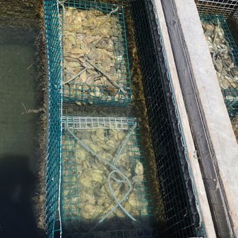 Glidden Point Oyster Farms - Oysters in the dock bins ready to go to sellers - Seafood Markets Near Me - Edgecomb, Maine Glidden Point Oyster Farms - Oysters in the dock bins ready to go to sellers - Seafood Markets Near Me - Edgecomb, Maine