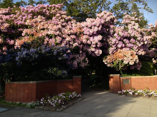 Parsons Gardens by null