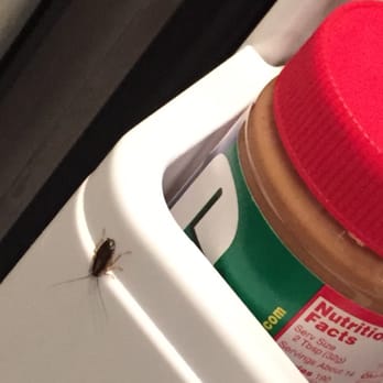 Googe Management - Googe Managment is the WORST COMPANY IVE EVER MET!!!!! The La Fontaine is filled with cock roaches - Apartments Near Me - West Hollywood, California Googe Management - Googe Managment is the WORST COMPANY IVE EVER MET!!!!! The La Fontaine is filled with cock roaches - Apartments Near Me - West Hollywood, California