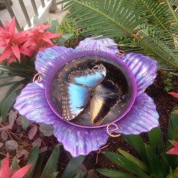 Butterfly Biosphere - Blue morpho - Children's Museums Near Me - Lehi, Utah