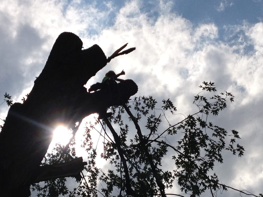 ADVANTAGE TREE SERVICE 12 Photos & 18 Reviews 772 Delaware Ave