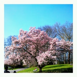 Parc Barbieux - Le magnolia en pleine floraison, printemps 2012