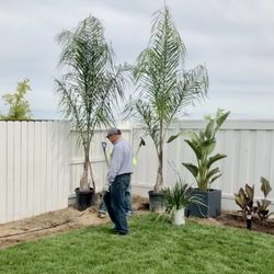 Palm Trees and Plants - Octavio installing our 2 Queens