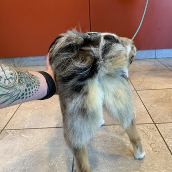 Petco - Winnebago - Pet Training Near Me - Vancouver, Washington Petco - Winnebago - Pet Training Near Me - Vancouver, Washington