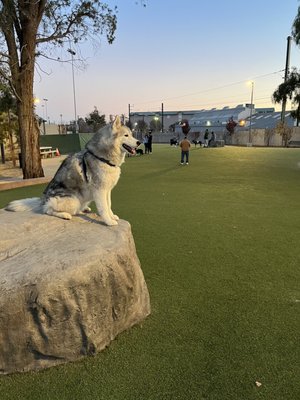 Reed Street Dog Park by null