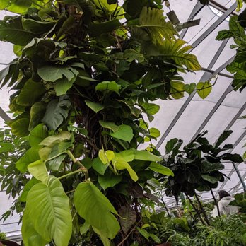 Flower World - Spectacular philodendron that lives in the greenhouse - Nurseries & Gardening Near Me - Snohomish, Washington