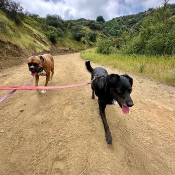 Dog Day Hikes - Dog Walkers Near Me