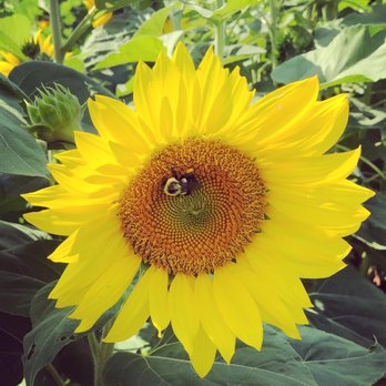 Old River Farms - a bee on a sunflower - Farmers Market Near Me - Burgaw, North Carolina Old River Farms - a bee on a sunflower - Farmers Market Near Me - Burgaw, North Carolina
