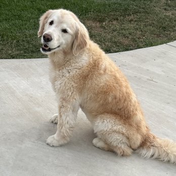 Paws Into Grace - Our sweet baby girl Maile! She brought us so much joy in 11 years! We will miss her so much! - Pet Hospice Near Me Paws Into Grace - Our sweet baby girl Maile! She brought us so much joy in 11 years! We will miss her so much! - Pet Hospice Near Me