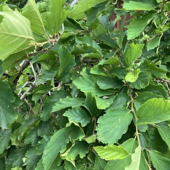 Oliver Winery - Witch hazel - Wineries Near Me - Bloomington, Indiana