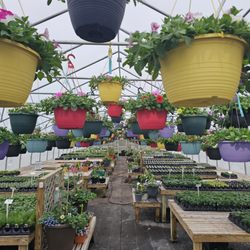 Windswept Gardens