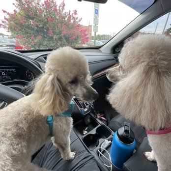 Paws N Claws Grooming - Maybe like and Maggie checking out the tunes daddy's not laying on the radio!  Mixed with lots of AC! - Pet Groomers Near Me - Smithfield, North Carolina