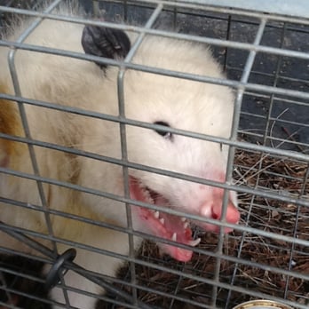 US Wildlife Removal - rare white opossum - Pest Control Near Me US Wildlife Removal - rare white opossum - Pest Control Near Me
