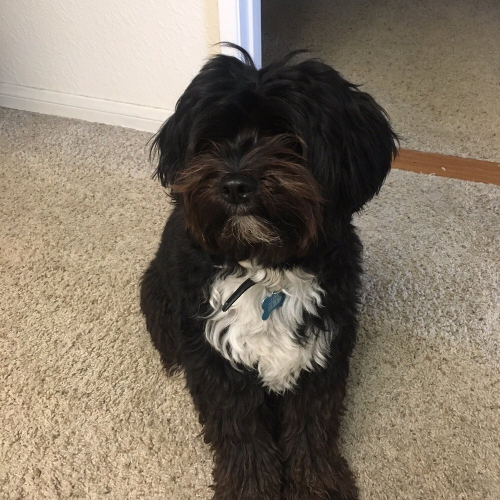 Urban Pet - Before his groom - Pet Groomers Near Me - Imperial Beach, California Urban Pet - Before his groom - Pet Groomers Near Me - Imperial Beach, California