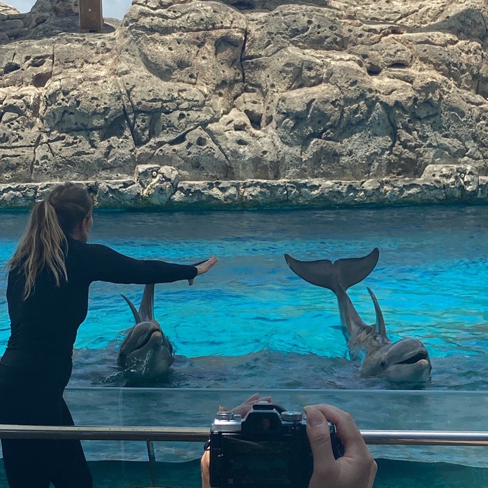 Texas State Aquarium - Aquariums Near Me - Corpus Christi, Texas Texas State Aquarium - Aquariums Near Me - Corpus Christi, Texas