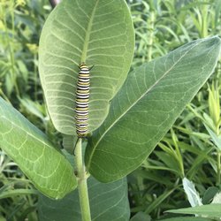 Natives Haven Nursery - Monarch Caterpillar