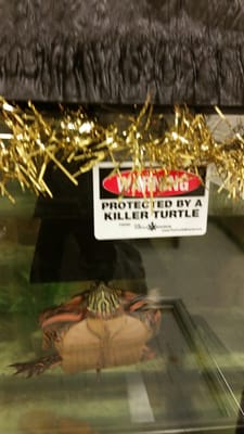 New York City College of Technology by null