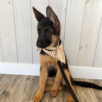 Dapper Dog Spa - Our Baby Girl Scarlett - Pet Groomers Near Me - Whittier, California Dapper Dog Spa - Our Baby Girl Scarlett - Pet Groomers Near Me - Whittier, California