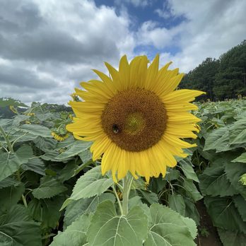 Dorothea Dix Park - Sunflower - Parks Near Me - Raleigh, North Carolina