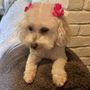 Photo of White Lion Pet Grooming