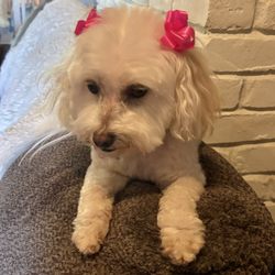 White Lion Pet Grooming - Miss Dolly Parton, my 7 year old Maltipoo