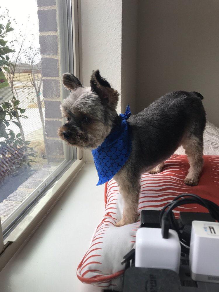 DOG GROOMING SHOP 43 Photos & 26 Reviews 2430 N Davis Dr, Arlington