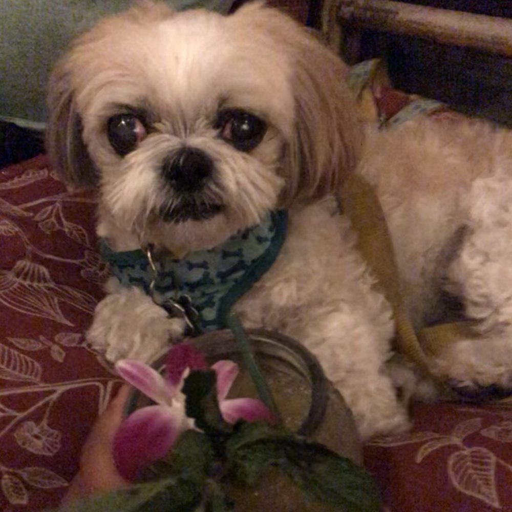 The Honu - Mocha Coconut taking a break from his tiki drink for a pic! - Hawaiian Near Me - Dunedin, Florida
