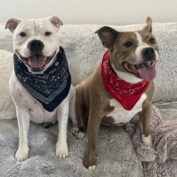 Sportsman's Warehouse - Found some bandanas for the 250th 4th of July Celebration - Sports Wear Near Me - Elk Grove, California Sportsman's Warehouse - Found some bandanas for the 250th 4th of July Celebration - Sports Wear Near Me - Elk Grove, California