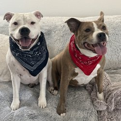 Found some bandanas for the 250th 4th of July Celebration