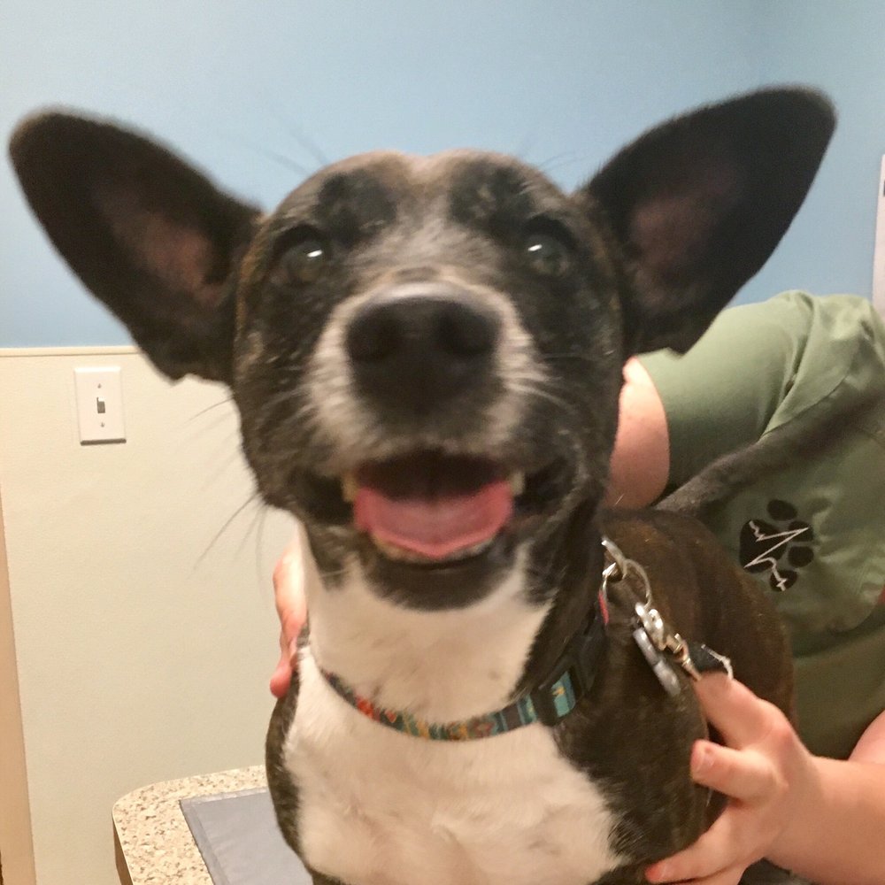 Mantua Veterinary Clinic - Veterinarians Near Me - Mantua, Ohio
