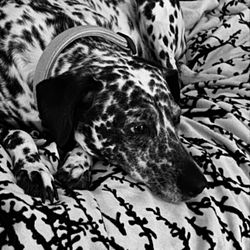 The Woodlands Luxury Pet Resort & Spa - Jiya......