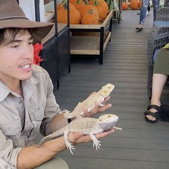 Reptile Hunter - Even Bearded Dragons. - Party & Event Planning Near Me Reptile Hunter - Even Bearded Dragons. - Party & Event Planning Near Me