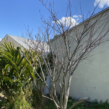 Jimmie's Tree Service - Tree Services Near Me Jimmie's Tree Service - Tree Services Near Me