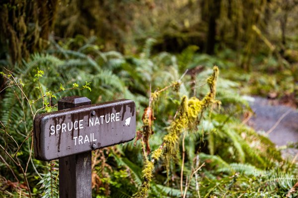 Hoh Rain Forest by null