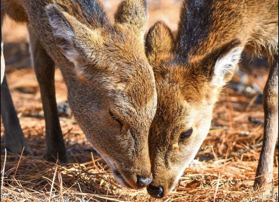 Assateague Island National Seashore by null