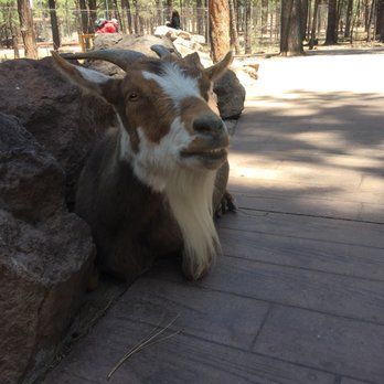 Bearizona - Zoos Near Me - Williams, Arizona Bearizona - Zoos Near Me - Williams, Arizona