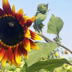 Flaming Acres Farm