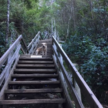 Biscuits Pet Services - Chase rocking the stairs - Dog Walkers Near Me Biscuits Pet Services - Chase rocking the stairs - Dog Walkers Near Me